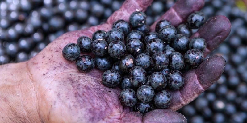 What bioeconomy means and why it matters to beauty routines.